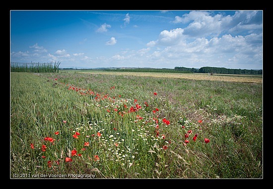 Mohnblumen