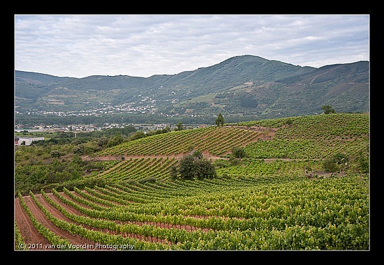 Weinberge und schöne Aussicht