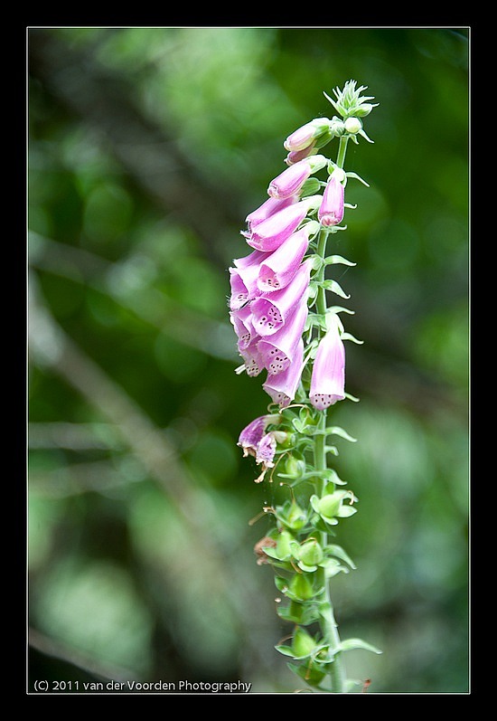 Blumen am Wegesrand