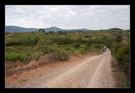 Weinberge