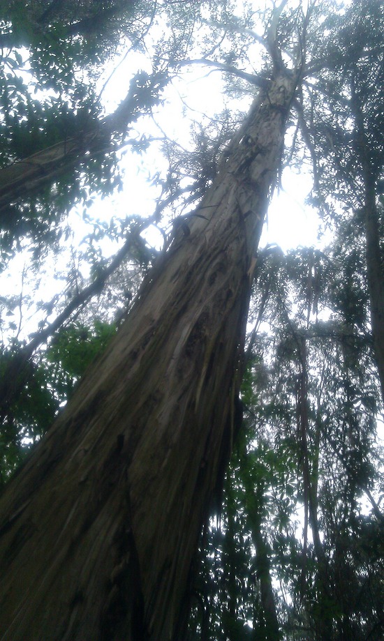 Riesiger Eukalyptusbaum