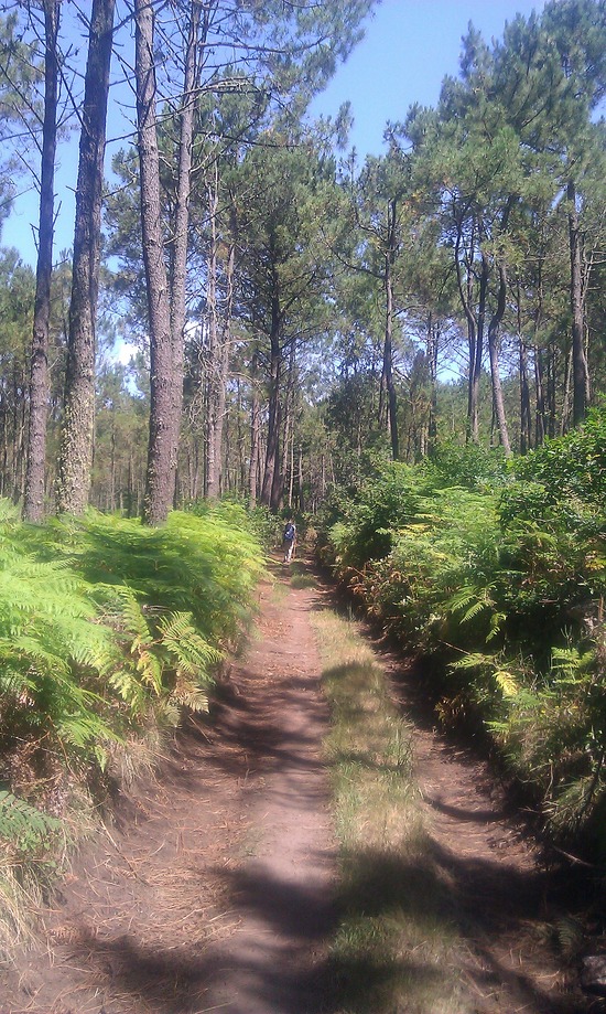 Waldweg an der Küste