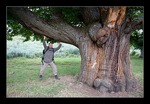 Riesenesskastanienbaumstützer