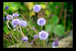 Blumen am Wegesrand