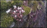 Blüten auf der Steinmauer