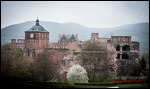 Das Schloss Heidelberg (Rückansicht)