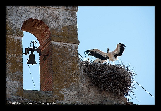 Jungstorch &uuml;bt fliegen