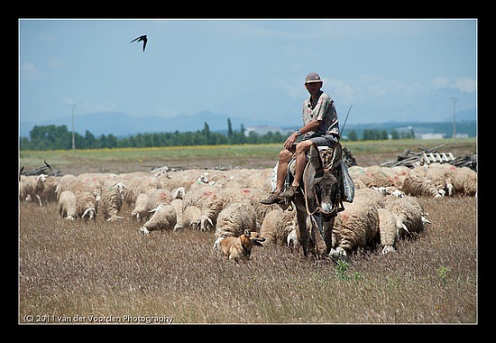 Sch&auml;fer auf dem Esel