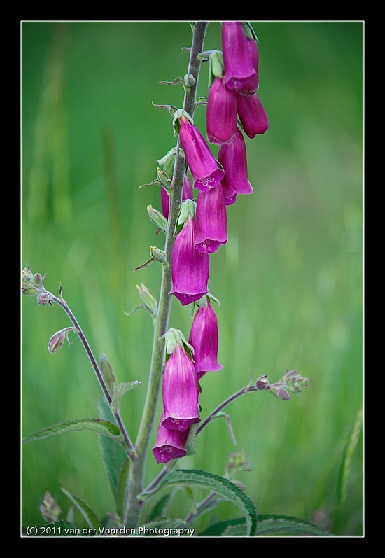 Blumen am Wegesrand