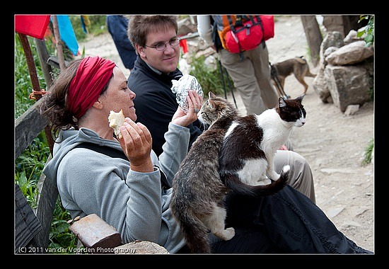 Melanie umgeben von Katzen