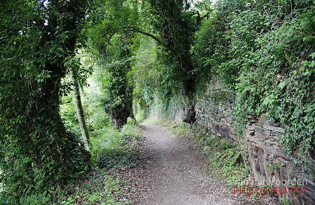 Wald des Schauderns (2)