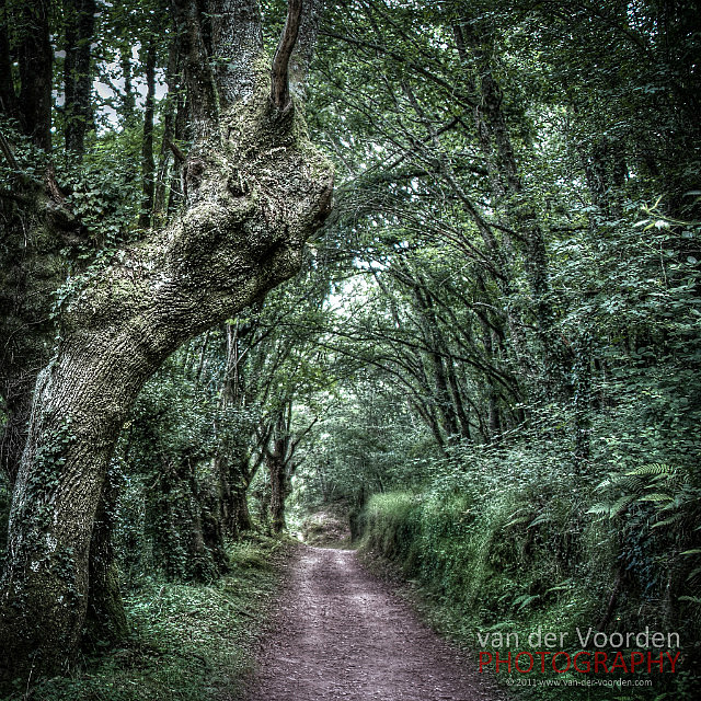Wald des Schauderns
