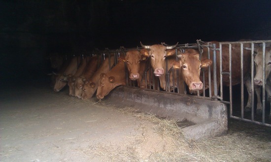 Kühe im Stall