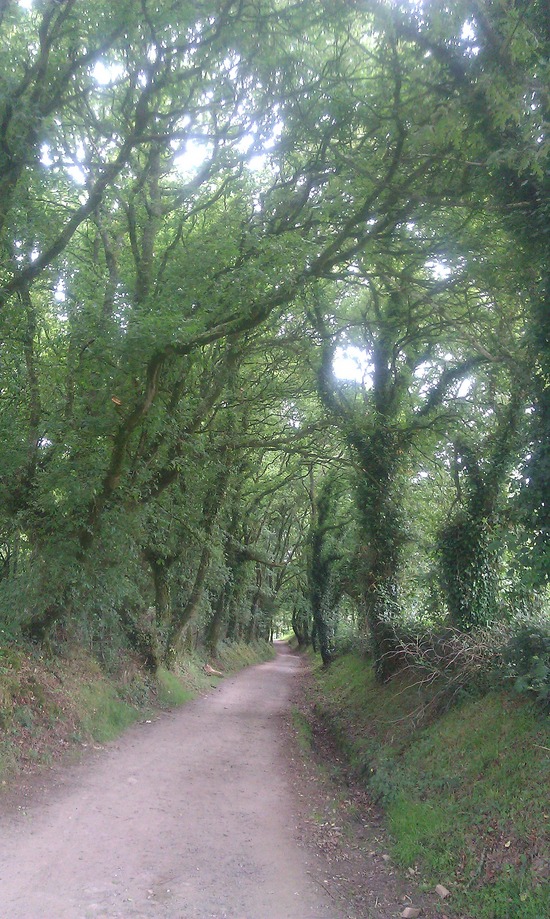 Camino