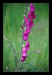Blumen am Wegesrand