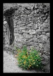 Begrünte Steinmauer