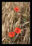 Klatschmohn im Getreidefeld