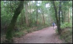 Wald mit Eukalyptusbäumen