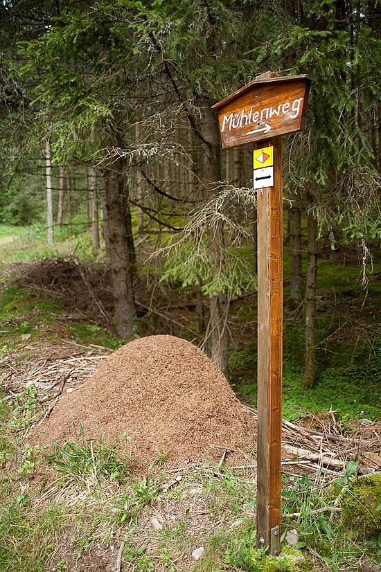 Ameisenhaufen gibt es zu Hauf