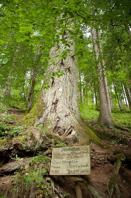 Wutachschlucht