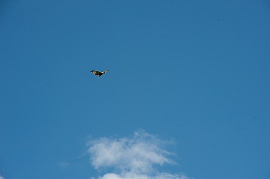 Greifvogel