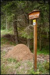Ameisenhaufen gibt es zu Hauf