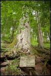 Wutachschlucht