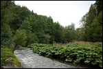 Wutachschlucht