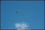 Greifvogel