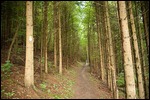 Im Wald