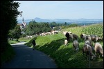 Etappe 7: Von Singen nach Möggingen