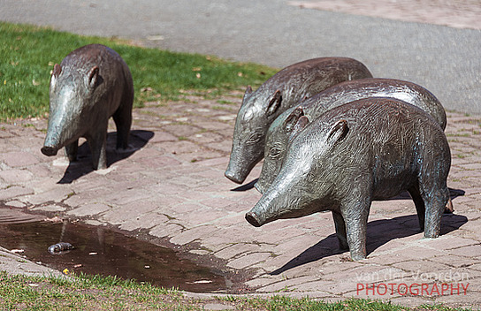 Eber in Eberbach (Brunnen)
