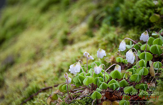 Wer wei&szlig; wie diese Pflanzen hei&szlig;en?