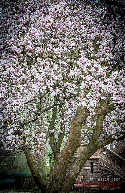 Magnolienblüten