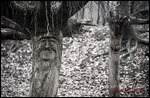 Gnomen-Garten