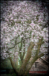 Magnolienblüten