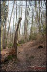 Neckarsteig