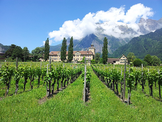 Weingut