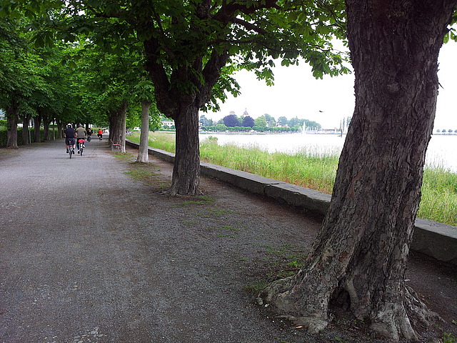 Radweg durch Baumallee