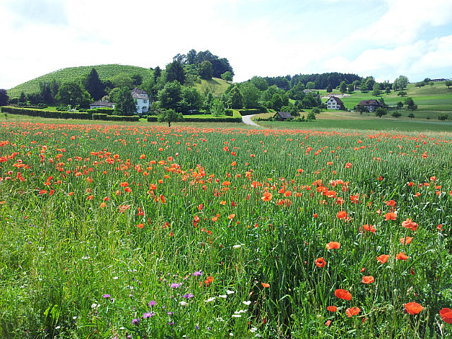 Klatschmohnfeld