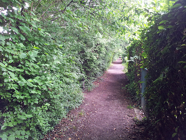 Radweg am Rhein
