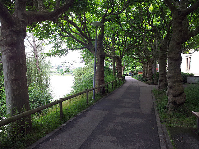 Baumallee für Fußgänger und Fahrräder in Basel