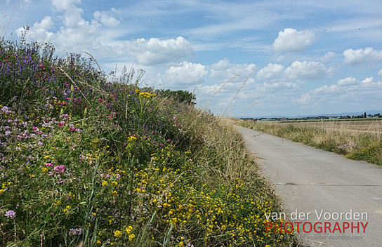 Blütenmeer am Rheindamm