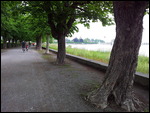 Radweg durch Baumallee