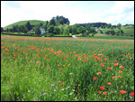 Klatschmohnfeld
