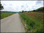 Klatschmohnfeld am Rheinradweg