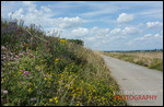 Blütenmeer am Rheindamm